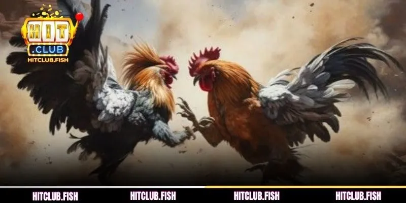 Đá gà cựa sắt tại Hitclub ăn khách